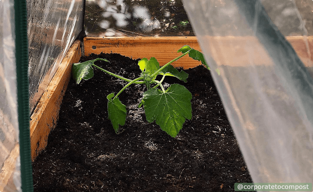 Gardening in a greenhouse